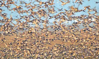 केवलादेव उद्यान में 10 साल बाद पहुंचे 2 हजार पिनटेल, 3500 किमी का सफर तय