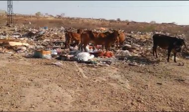 बिजौलिया: बाइपास रोड के नजदीक कचरे के ढेर, गौवंश को हो सकता है नुकसान 