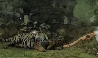 देश में पहली बार बाघिन ने दिए एक साथ 5 शावक: जयपुर के नाहरगढ़ बायोलॉजिकल पार्क में हुआ दुर्लभ जन्म, सभी बच्चे अब कराल में मां के साथ