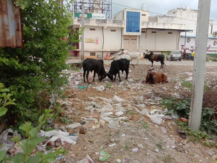 सफाई कर्मचारियों की हड़ताल का असर.. शहर में सफाई व्यवस्था बेपटरी, जगह-जगह फैलने लगा कचरा सफाई कर्मचारियों की आठवे दिन भी हड़ताल जारी