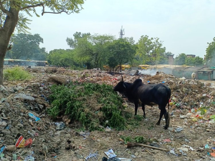 सब्जी मंडी बजरिया को नगर परिषद ने बनाया डंपिंग यार्ड, जनता को हो रही भारी परेशानी