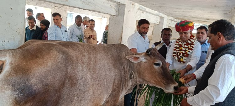 पूर्व मंत्री बाजिया ने वसुंधरा राजे के जन्मदिन पर गायों को खिलाया गुड़ 