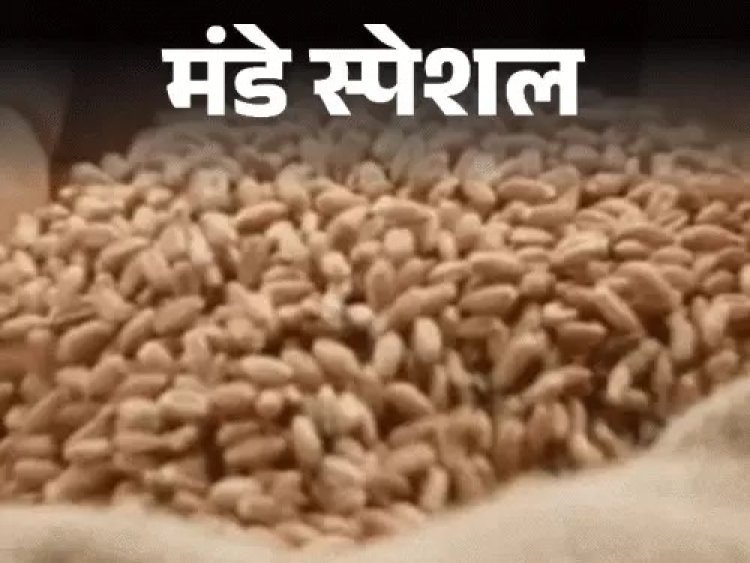 राजस्थान में 83 हजार सरकारी कर्मचारी गरीबों का राशन खाते पकड़े गए: लाखों की सैलरी के बावजूद 2 रु./किलो में लिया गेहूं, 82 करोड़ की वसूली